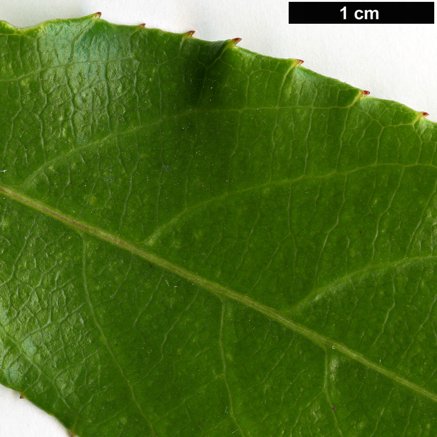 High resolution image: Family: Actinidiaceae - Genus: Actinidia - Taxon: rubricaulis - SpeciesSub: var. coriacea